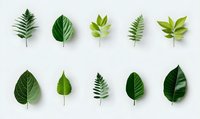 Collection of various green leaves and ferns arranged in two rows on white background, showcasing botanical diversity for nature-inspired design projects.