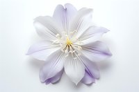 Delicate light purple and white clematis flower with prominent stamens on white background, macro photography showing intricate petal details and soft color gradients.