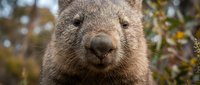 Adorable wombat portrait with soft brown fur looking directly at camera in natural Australian bush habitat during golden hour lighting.