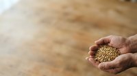 Male hand holding golden grain seeds or cereal crop in palm against blurred wooden surface background for agriculture, farming, harvest, and food production concepts.