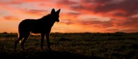 Wild coyote silhouette standing in grassland during dramatic orange sunset sky. Wildlife predator in natural prairie habitat at golden hour dusk.