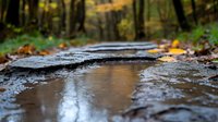 Wet stone path in autumn forest with fallen yellow leaves and puddle reflections creating peaceful natural scenery. Moody rainy weather atmosphere.