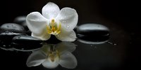 Elegant white orchid with water droplets resting on black spa stones with reflection, creating serene zen atmosphere for wellness and relaxation.