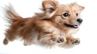 Small fluffy brown Pomeranian dog jumping with flowing fur in motion isolated on white background for pet care designs and animal lover projects.