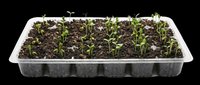 Seedling tray with young green sprouts growing in dark soil, isolated on transparent background. Great for gardening clipart, t-shirt design, print on demand, stickers, sublimation.