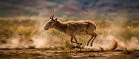 Wild donkey running across dusty desert terrain with dramatic cloudy sky background, showcasing natural wildlife behavior and movement in arid landscape.