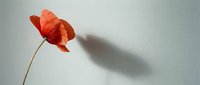 Single red poppy flower with delicate petals casting a soft shadow on a light gray background, minimalist botanical composition with copy space.