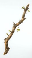 Curved tree branch with fresh green leaves sprouting from rough bark, isolated on white background for nature design projects and botanical artwork.