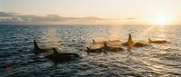 Pod of orcas swimming in ocean waters during golden hour sunset with warm light reflecting on waves creating peaceful marine wildlife scene.