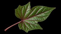 Maple leaf with deep green coloring and burgundy stem isolated on transparent background, ready for clipart, t-shirt design, stickers, print-on-demand products, and sublimation projects.
