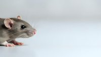 Adorable gray and white pet rat with pink ears and nose on clean white background, perfect for veterinary, pet care, and animal health content.