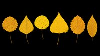 Six golden autumn leaves isolated on transparent background, ready for T-shirt design, stickers, clipart, sublimation, and print on demand projects.