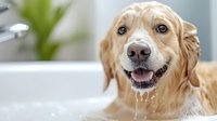Golden retriever with wet fur and open mouth smiling in bathtub during grooming or bath time, water dripping from face, indoor bathroom setting with blurred background.