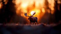 Majestic bull moose silhouette against golden sunset with sun rays filtering through antlers, creating dramatic backlighting in wilderness landscape at dusk.