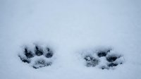 Two fresh animal paw prints in pristine white snow creating natural winter wildlife tracking scene for outdoor adventure and nature exploration content.