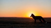 Wild fox silhouette standing in open field during golden hour sunset with warm orange sky creating dramatic wildlife scene for nature photography.