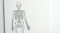 Human skeleton anatomy diagram drawn in black line art style on white paper for medical education and healthcare learning materials.