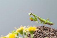 Green praying mantis perched on soil mound with yellow flowers in background, macro nature photography showing detailed insect features in natural habitat.