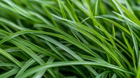 Fresh green grass blades in macro view showing natural pattern of curved leaves. Vibrant spring garden background with selective focus and soft bokeh effect.