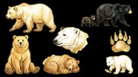 Bear clipart set with polar, black, and brown bears in various poses, plus paw print, isolated on transparent background, ready for t-shirts, stickers, print on demand.