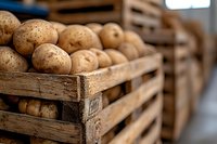 Fresh raw potatoes in rustic wooden crates at warehouse storage. Natural organic produce arranged in vintage farm boxes with selective focus and blur.