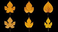 Six autumn leaves in golden yellow and orange tones, isolated on transparent background. Ready for seasonal clipart, stickers, t-shirt design, sublimation, and print on demand.