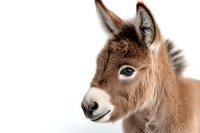 Young brown donkey foal with soft fuzzy fur and gentle blue eyes in profile view against white background, isolated farm animal portrait.
