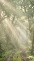 Sunbeams streaming through misty forest canopy creating magical atmosphere on woodland path with lush green foliage and ethereal light rays for nature backgrounds.