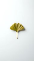 Single ginkgo biloba leaf isolated on white background for natural health and wellness design projects.