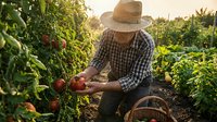 Senior male farmer in straw hat harvesting fresh red tomatoes from garden plants during golden hour sunset, organic agriculture and sustainable farming.