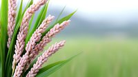 Pink ornamental grass spikes with green foliage against blurred natural background for landscaping and garden design projects.