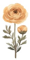 Delicate peach ranunculus flowers with sage green leaves on white background, watercolor style botanical illustration. Isolated floral element for design projects.