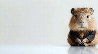 Adorable brown guinea pig wearing formal black tuxedo suit sitting on white background, looking at camera. Isolated pet portrait for greeting cards and social media.