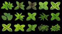 Variety of fresh mint and herb leaves isolated on transparent background, ready for stickers, clipart, t-shirt design, print on demand, and sublimation projects.
