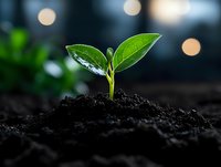 Young green sprout growing from fertile soil with water drops on leaves against blurred bokeh lights, symbolizing growth, new beginnings and environmental care.