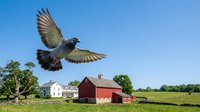 Pigeon flying over rural farmstead with red barn, white house, and green fields under clear blue sky, suitable for agriculture, countryside, and nature themes.