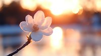 Delicate white cherry blossom illuminated by golden sunset light creates dreamy bokeh effect, single flower on branch against blurred warm background.