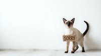 Siamese cat wearing cardboard sorry sign around neck standing on white background. Cute pet expressing apology and regret for bad behavior or mistakes.