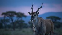 Male kudu antelope with spiral horns standing in African savanna during twilight with acacia trees in background for wildlife photography and nature content.