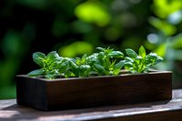 Fresh basil seedlings growing in wooden planter box on outdoor table with natural green bokeh background for organic gardening and herb cultivation.