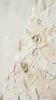 Ancient fossil specimens embedded in limestone rock formation showing prehistoric marine life preserved in sedimentary stone layers for paleontology study.