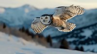 Majestic snowy owl in flight against winter mountain landscape, wings spread wide while hunting at dusk, showcasing natural predator behavior in snow-covered terrain.