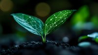 Young green plant seedling emerging from soil with digital network pattern overlay on leaves representing agriculture technology and smart farming concept.