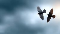 Two birds soaring through dramatic cloudy sky with wings spread wide, perfect for nature and wildlife photography projects showcasing freedom and flight.