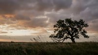 Solitary tree standing in vast grassland under dramatic cloudy sky at sunset, showcasing nature's resilience and landscape beauty for environmental and travel projects.