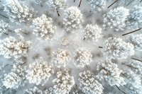 Aerial winter forest view with snow covered pine trees creating abstract natural pattern in white and grey tones, captured from above with drone.