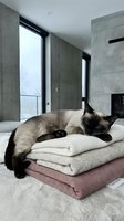 Siamese cat relaxing on stacked folded blankets and textiles in modern minimalist bedroom with concrete walls and large windows.