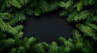 Fresh pine branches frame dark background creating natural border, copy space for winter holiday designs and seasonal messages.