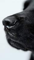 Macro close-up of black dog nose and snout showing detailed texture and whiskers against white background, dramatic lighting creates contrast for veterinary or pet care use.