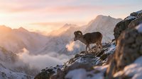 Mountain goat standing on rocky cliff during golden hour sunrise in snowy alpine landscape with dramatic peaks and warm light creating majestic wilderness scene.